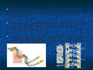 El ADN es el archivo en el que están almacenadas las instrucciones que necesita un ser para nacer y reproducirse. El ADN es una doble cadena. Cada cadena es una hilera de cuatro bases o letras (G:Guanina, A:Adenina, T:Timina y C:Citosina). Las cuatro letras del ADN llevan las instrucciones para hacer todos los organismos. Cada bloque de tres letras corresponde a un aminoácido. 