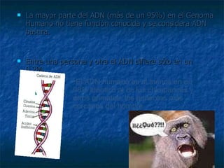 La mayor parte del ADN (más de un 95%) en el Genoma Humano no tiene función conocida y se considera ADN basura. Entre una persona y otra el ADN difiere sólo en un 0.2%. El ADN humano es al menos en un 98% idéntico al de los chimpancés y otros primates, los parientes más cercanos del hombre. 
