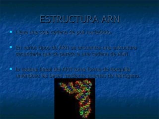ESTRUCTURA ARN Lleva una sola cadena de poli nucleótido.  En varios tipos de ARN se encuentra una estructura secundaria que se parece a una cadena de ADN  la cadena lineal del ARN toma forma de horquilla uniéndose las bases mediante puentes de hidrógeno. 