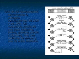 Uno de los componentes estructurales o unidades constituyentes del ADN o del ARN. Un nucleótido consta de una base (adenina, timina, guanina,uracilo o citosina), más una molécula de azúcar y una de ácido fosfórico.  