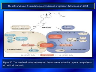 Figure 10: The renal endocrine pathway and the extrarenal autocrine or paracrine pathway
of calcitriol synthesis.
47
The role of vitamin D in reducing cancer risk and progression, Feldman et al., 2014
 