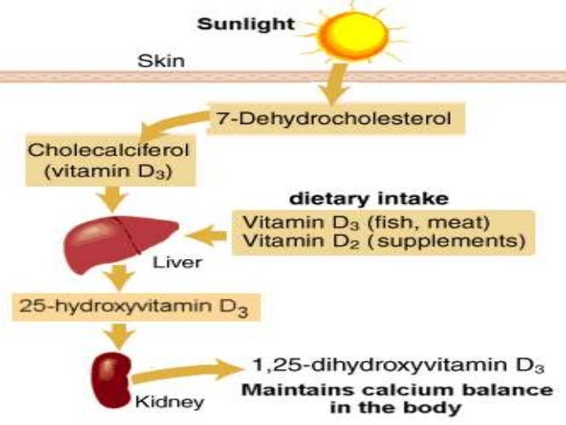 Vitamin D Sources And Merabolism