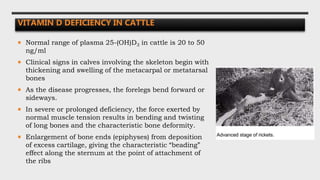 VITAMIN D DEFICIENCY IN CATTLE
 Normal range of plasma 25-(OH)D3 in cattle is 20 to 50
ng/ml
 Clinical signs in calves involving the skeleton begin with
thickening and swelling of the metacarpal or metatarsal
bones
 As the disease progresses, the forelegs bend forward or
sideways.
 In severe or prolonged deficiency, the force exerted by
normal muscle tension results in bending and twisting
of long bones and the characteristic bone deformity.
 Enlargement of bone ends (epiphyses) from deposition
of excess cartilage, giving the characteristic “beading”
effect along the sternum at the point of attachment of
the ribs
 