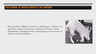  Poor growth, stiffness, lamness, stilled gait, tendency to
go down, frequent fractures, softness of bones, bone
deformities, bending of ribs, enlargement and erosion of
joints and unthriftiness
VITAMIN D DEFICIENCY IN SWINE
 