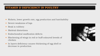  Rickets, lower growth rate, egg production and hatchability
 Severe weakness of legs
 Beak is rubbery
 Skeletal distortions
 Endochondral ossification defects
 Blackening of wings in red or buff-coloured breeds of
chicken
 In layers deficiency causes thickening of egg shell or
decrease in production
VITAMIN D DEFICIENCY IN POULTRY
 