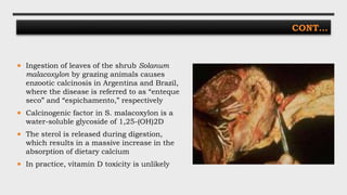 CONT…
 Ingestion of leaves of the shrub Solanum
malacoxylon by grazing animals causes
enzootic calcinosis in Argentina and Brazil,
where the disease is referred to as “enteque
seco” and “espichamento,” respectively
 Calcinogenic factor in S. malacoxylon is a
water-soluble glycoside of 1,25-(OH)2D
 The sterol is released during digestion,
which results in a massive increase in the
absorption of dietary calcium
 In practice, vitamin D toxicity is unlikely
 