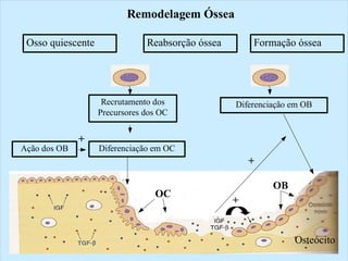 Remodelagem Óssea

 Osso quiescente               Reabsorção óssea       Formação óssea




                    Recrutamento dos              Diferenciação em OB
                   Precursores dos OC


              +
Ação dos OB        Diferenciação em OC
                                                      +

                                                           OB
                                 OC
                                                  +


                                                                Osteócito
 