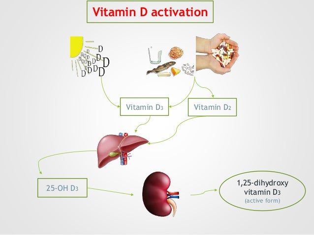 Vitamin D And Cancer Prevention