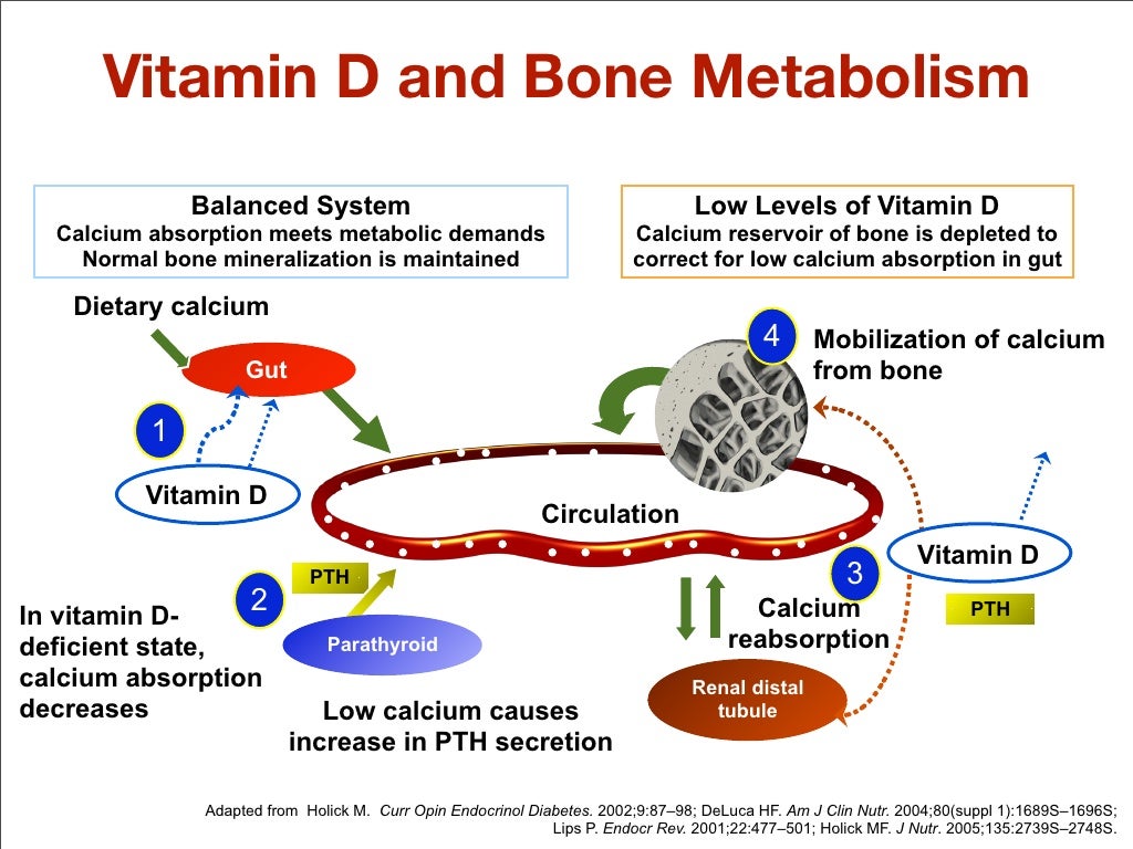 Vitamin D and Osteoporosis