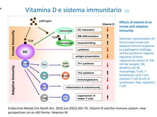 Vitamina D e sistema immunitario (1)
Endocrinol Metab Clin North Am. 2010 Jun;39(2):365-79, Vitamin D and the immune system: new
perspectives on an old theme. Hewison M
Effects of vitamin D on
innate and adaptive
immunity
Schematic representation of
the principal innate and
adaptive immune responses
to a pathogenic challenge,
and the positive or negative
regulation of these
responses by vitamin D. TLR,
toll like receptor; DC,
dendritic cell, M ,
macrophage; T-cell, T-
lymphocyte; cyto T-cell,
cytotoxic T-cell; B-cell, B-
lymphocyte; Treg, regulatory
T-cell
 
