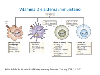 Vitamina D e sistema immunitario
Miller J, Gallo RL. Vitamin D and innate immunity, Dermatol. Therapy, 2010; 23:13-22
 