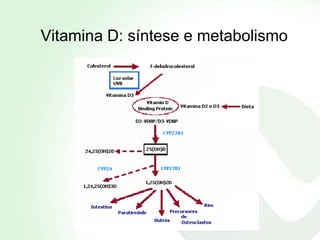 Vitamina D: síntese e metabolismo
 