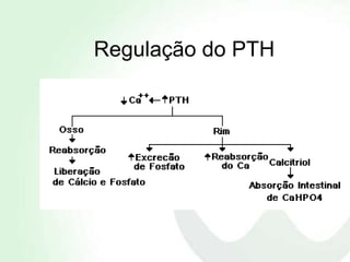 Regulação do PTH
 