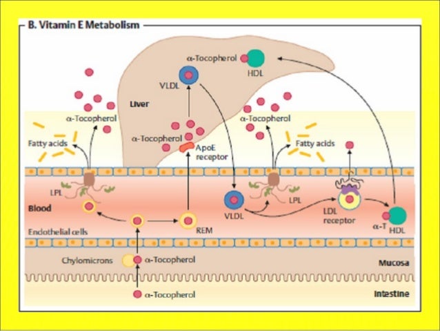 effect of vitamin e on skin