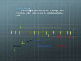 Leading Strand:
The leading Strand is synthesized as a single strand
from the point of origin toward the opening replication
fork.

5’

3’
5’

Nucleotide

DNA Polymerase

RNA Primer

 