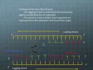 Synthesis of the New DNA Strands
The Lagging Strand is synthesized discontinuously
against overall direction of replication
This strand is made in MANY short segments it is
replicated from the replication fork toward the origin.

Leading Strand
5’

3’
5’

DNA Polymerase

RNA Primer
3
’

5’

5’
3’

Lagging strand

 