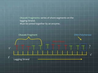 Okazaki Fragments: series of shore segments on the
lagging Strand.
Must be joined together by an enzyme.

Okazaki Fragment

DNA Polymerase
RNA Primer
3
’

5’

5’
3’

Lagging Strand

 
