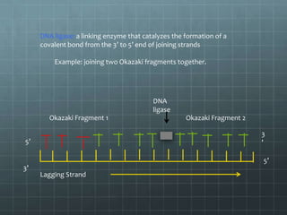 DNA ligase: a linking enzyme that catalyzes the formation of a
covalent bond from the 3’ to 5’ end of joining strands
Example: joining two Okazaki fragments together.

DNA
ligase
Okazaki Fragment 1

Okazaki Fragment 2
3
’

5’

5’
3’

Lagging Strand

 