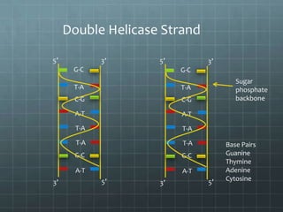 Double Helicase Strand
5’

3’

5’

G-C

3’
G-C

T-A

C-G

A-T

A-T

T-A

T-A

T-A

T-A

G-C

G-C

A-T
3’

T-A

C-G

Sugar
phosphate
backbone

A-T
5’

3’

5’

Base Pairs
Guanine
Thymine
Adenine
Cytosine

 
