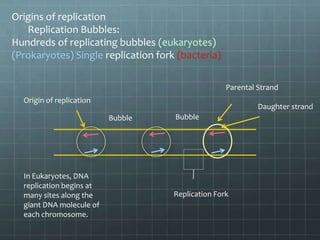 Origins of replication
Replication Bubbles:
Hundreds of replicating bubbles (eukaryotes)
(Prokaryotes) Single replication fork (bacteria)
Parental Strand
Origin of replication

Daughter strand
Bubble

In Eukaryotes, DNA
replication begins at
many sites along the
giant DNA molecule of
each chromosome.

Bubble

Replication Fork

 