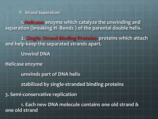 Strand Seperation:

1.Helicase: enzyme which catalyze the unwinding and
separation (breaking H- Bonds ) of the parental double helix.
2. Single- Strand Binding Proteins: proteins which attach
and help keep the separated strands apart.

Unwind DNA
Helicase enzyme
unwinds part of DNA helix

stabilized by single-stranded binding proteins
3. Semi-conservative replication
1. Each new DNA molecule contains one old strand &
one old strand

 