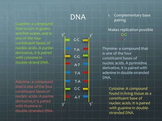 1. Complementary base
pairing

DNA
Guanine- a compound
that occurs in guano
and fish scales, and is
one of the four
constituent bases of
nucleic acids. A purine
derivative, it is paired
with cytosine in
double-strand DNA.

5’

3’
G-C

Thymine- a compound that
is one of the four
constituent bases of
nucleic acids. A pyrimidine
derivative, it is paired with
adenine in double-stranded
DNA.

T-A
C-G
A-T

T-A
Adenine- a compound
that is one of the four
constituent bases of
nucleic acide. A purine
derivative,it is paired
with thymine in
double-stranded DNA.

T-A
G-C
A-T
3’

Makes replication possible
C-G
A-T

5’

Cytosine- A compound
found in living tissue as a
constituent base of
nucleic acids. It is paired
with guanine in doublestranded DNA.

 