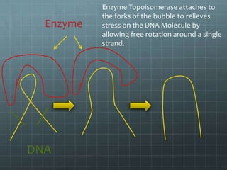 Enzyme

DNA

Enzyme Topoisomerase attaches to
the forks of the bubble to relieves
stress on the DNA Molecule by
allowing free rotation around a single
strand.

 
