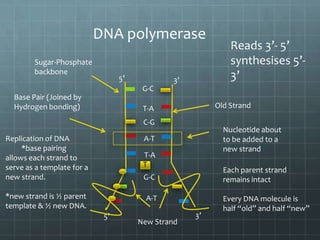 DNA polymerase
Sugar-Phosphate
backbone

5’

3’

Reads 3’- 5’
synthesises 5’3’

G-C
Base Pair (Joined by
Hydrogen bonding)

Old Strand

T-A
C-G

Replication of DNA
*base pairing
allows each strand to
serve as a template for a
new strand.

T-A
T

*new strand is ½ parent
template & ½ new DNA.

Nucleotide about
to be added to a
new strand

A-T

A-T

Each parent strand
remains intact

G-C

5’

New Strand

3’

Every DNA molecule is
half “old” and half “new”

 
