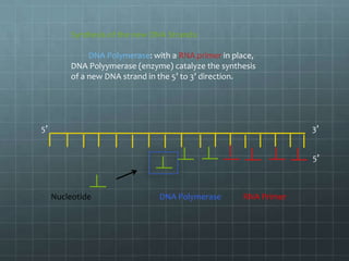 Synthesis of the new DNA Strands:
DNA Polymerase: with a RNA primer in place,
DNA Polyymerase (enzyme) catalyze the synthesis
of a new DNA strand in the 5’ to 3’ direction.

5’

3’
5’

Nucleotide

DNA Polymerase

RNA Primer

 