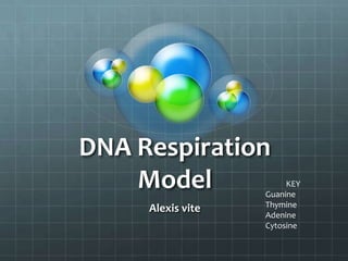 DNA Respiration
Model
Alexis vite

KEY
Guanine
Thymine
Adenine
Cytosine

 