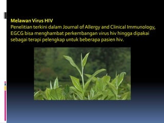 MelawanVirus HIV
Penelitian terkini dalam Journal of Allergy and Clinical Immunology,
EGCG bisa menghambat perkembangan virus hiv hingga dipakai
sebagai terapi pelengkap untuk beberapa pasien hiv.
 