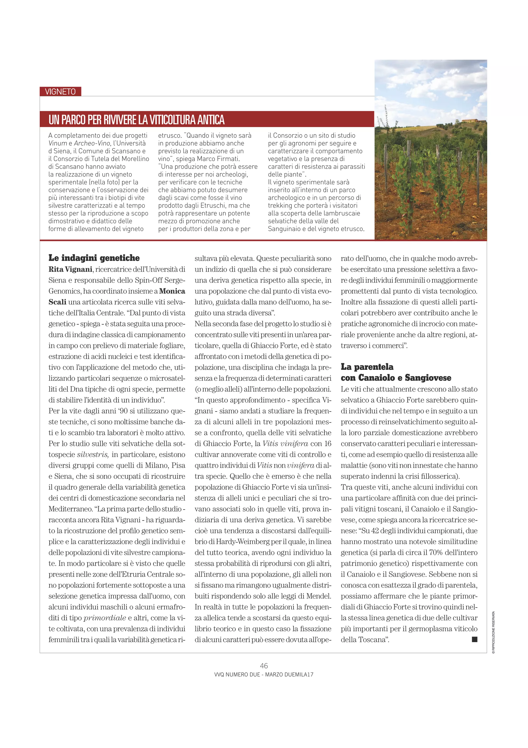 Spilla A Forma Di Uva Selvatica Michael Michaud 6238 BZ - Nuova Con Etichette