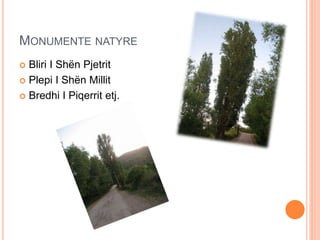 MONUMENTE NATYRE
 Bliri I Shën Pjetrit
 Plepi I Shën Millit
 Bredhi I Piqerrit etj.
 