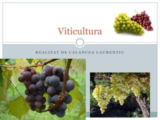 Viticultura
REALIZAT DE CALANCEA LAURENTIU

 