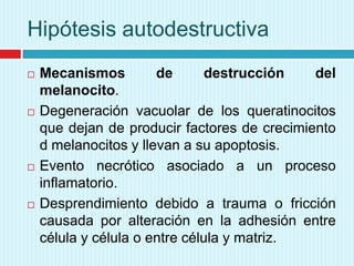 Hipótesis autodestructiva








Mecanismos
de
destrucción
del
melanocito.
Degeneración vacuolar de los queratinocitos
que dejan de producir factores de crecimiento
d melanocitos y llevan a su apoptosis.
Evento necrótico asociado a un proceso
inflamatorio.
Desprendimiento debido a trauma o fricción
causada por alteración en la adhesión entre
célula y célula o entre célula y matriz.

 