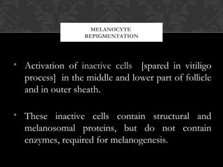 MELANOCYTE
REPIGMENTATION
• Activation of inactive cells [spared in vitiligo
process] in the middle and lower part of follicle
and in outer sheath.
• These inactive cells contain structural and
melanosomal proteins, but do not contain
enzymes, required for melanogenesis.
 