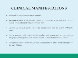 CLINICAL MANIFESTATIONS
 Vitiligo lesions present as white macules.
 Depigmentation, while clearly visible in individuals with dark skin, is not
readily observed in individuals with fair skin.
 Lesions are however easily defined by fluorescence with the aid of a Wood’s
lamp.
 Buccal mucosa, and gingiva (both attached and unattached) are reported to
depigment, although this is also more evident in darker skinned individuals.
 Vitiligo may extend to the hair, which is secondary to a loss of melanocytes in
the hair follicle.
 