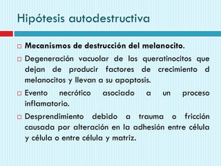 Hipótesis autodestructiva
 Mecanismos de destrucción del melanocito.
 Degeneración vacuolar de los queratinocitos que
dejan de producir factores de crecimiento d
melanocitos y llevan a su apoptosis.
 Evento necrótico asociado a un proceso
inflamatorio.
 Desprendimiento debido a trauma o fricción
causada por alteración en la adhesión entre célula
y célula o entre célula y matriz.
 