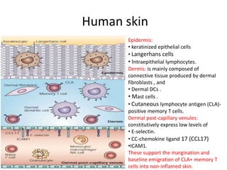 Human skin
Epidermis:
• keratinized epithelial cells
• Langerhans cells
• Intraepithelial lymphocytes.
Dermis: is mainly composed of
connective tissue produced by dermal
fibroblasts , and
• Dermal DCs .
• Mast cells .
• Cutaneous lymphocyte antigen (CLA)-
positive memory T cells.
Dermal post-capillary venules:
constitutively express low levels of
• E-selectin.
• CC-chemokine ligand 17 (CCL17)
•ICAM1.
These support the margination and
baseline emigration of CLA+ memory T
cells into non-inflamed skin.
 