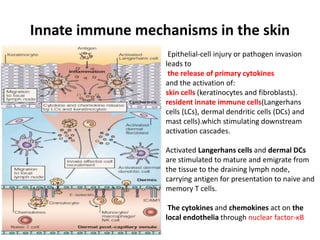 Innate immune mechanisms in the skin
Epithelial-cell injury or pathogen invasion
leads to
the release of primary cytokines
and the activation of:
skin cells (keratinocytes and fibroblasts).
resident innate immune cells(Langerhans
cells (LCs), dermal dendritic cells (DCs) and
mast cells).which stimulating downstream
activation cascades.
Activated Langerhans cells and dermal DCs
are stimulated to mature and emigrate from
the tissue to the draining lymph node,
carrying antigen for presentation to naive and
memory T cells.
The cytokines and chemokines act on the
local endothelia through nuclear factor-κB
 