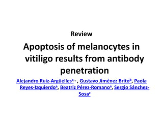 Review
Apoptosis of melanocytes in
vitiligo results from antibody
penetration
Alejandro Ruiz-Argüellesa, , , Gustavo Jiménez Britob, Paola
Reyes-Izquierdoa, Beatriz Pérez-Romanoa, Sergio Sánchez-
Sosac
 