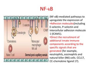 NF-kB
(NF-κB)-mediated pathways to
upregulate the expression of
•Adhesion molecules(including
E-selectin, P-selectin and
intercellular adhesion molecule
1 (ICAM1).
•Direct the recruitment of
additional innate immune
components according to the
specific signals that are
generated (for example,
neutrophils, eosinophils and
natural killer (NK) cells. CCL17,
CC-chemokine ligand 17).
 