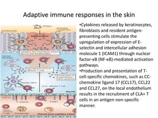 Adaptive immune responses in the skin
•Cytokines released by keratinocytes,
fibroblasts and resident antigen-
presenting cells stimulate the
upregulation of expression of E-
selectin and intercellular adhesion
molecule 1 (ICAM1) through nuclear
factor-κB (NF-κB)-mediated activation
pathways.
•Production and presentation of T-
cell-specific chemokines, such as CC-
chemokine ligand 17 (CCL17), CCL22
and CCL27, on the local endothelium
results in the recruitment of CLA+ T
cells in an antigen non-specific
manner.
 