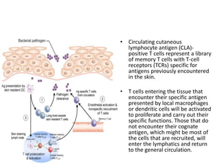 • Circulating cutaneous
lymphocyte antigen (CLA)-
positive T cells represent a library
of memory T cells with T-cell
receptors (TCRs) specific for
antigens previously encountered
in the skin.
• T cells entering the tissue that
encounter their specific antigen
presented by local macrophages
or dendritic cells will be activated
to proliferate and carry out their
specific functions. Those that do
not encounter their cognate
antigen, which might be most of
the cells that are recruited, will
enter the lymphatics and return
to the general circulation.
 