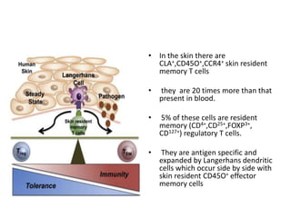 • In the skin there are
CLA+,CD45O+,CCR4+ skin resident
memory T cells
• they are 20 times more than that
present in blood.
• 5% of these cells are resident
memory (CD4+,CD25+,FOXP3+,
CD127+) regulatory T cells.
• They are antigen specific and
expanded by Langerhans dendritic
cells which occur side by side with
skin resident CD45O+ effector
memory cells
 