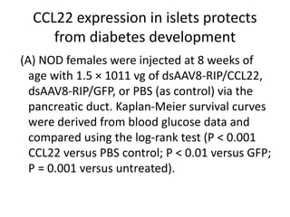 CCL22 expression in islets protects
from diabetes development
(A) NOD females were injected at 8 weeks of
age with 1.5 × 1011 vg of dsAAV8-RIP/CCL22,
dsAAV8-RIP/GFP, or PBS (as control) via the
pancreatic duct. Kaplan-Meier survival curves
were derived from blood glucose data and
compared using the log-rank test (P < 0.001
CCL22 versus PBS control; P < 0.01 versus GFP;
P = 0.001 versus untreated).
 