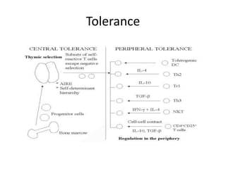 Tolerance
 