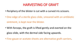 HARVESTING OF GRAFT
• Periphery of the blister is cut with a curved iris scissors.
• One edge of a sterile glass slide, smeared with an antibiotic
ointment, is kept near the blister.
• With forceps, the graft is lifted gently and everted on the
glass slide, with the dermal side facing upwards.
• Fine gauze or acetate sheets are alternative graft carriers.
 
