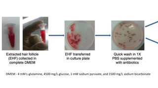DMEM - 4 mM L-glutamine, 4500 mg/L glucose, 1 mM sodium pyruvate, and 1500 mg/L sodium bicarbonate
 