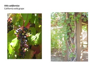 Vitis californica
California wild grape

 